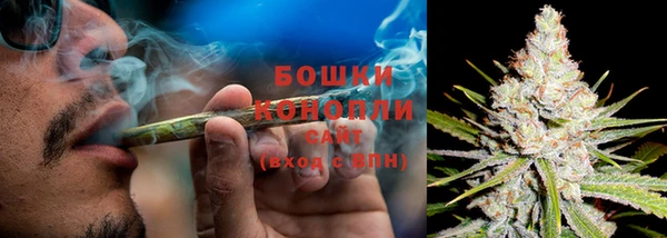 прущие грибы Майский
