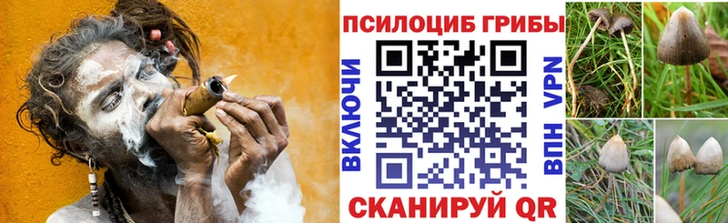 купить наркотики сайты  Наволоки  Псилоцибиновые грибы Cubensis 